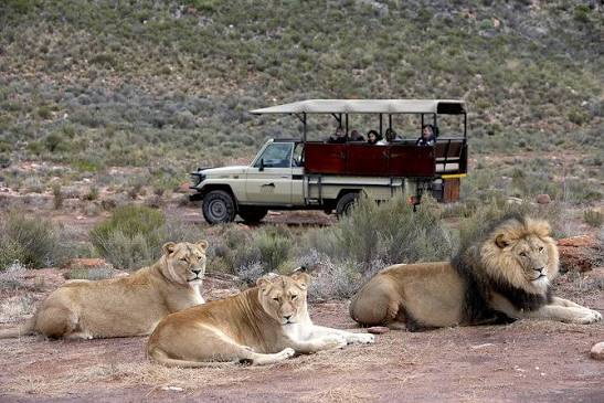 AQUILA PRIVATE GAME RESERVE DAY TOUR
