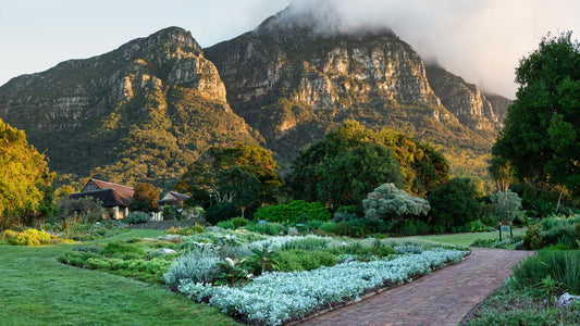 Kirstenbosch Transfer