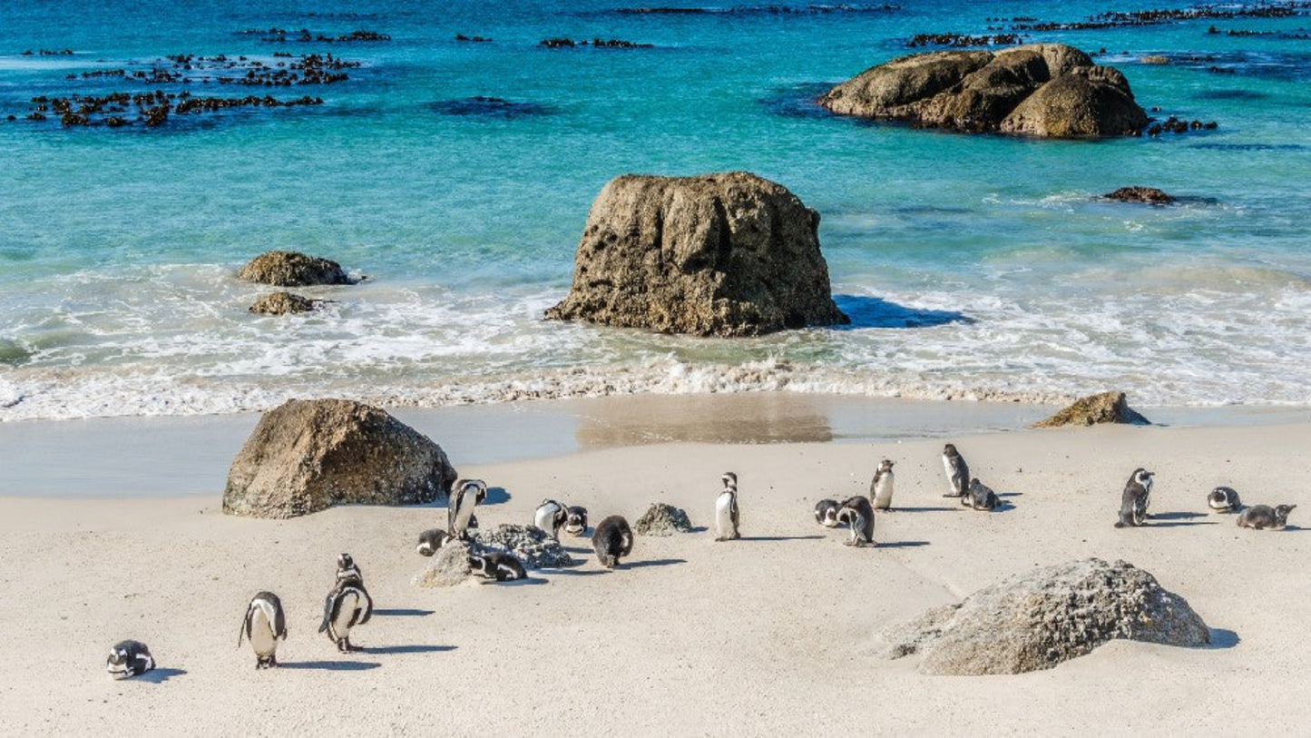 Boulder's Beach Transfer