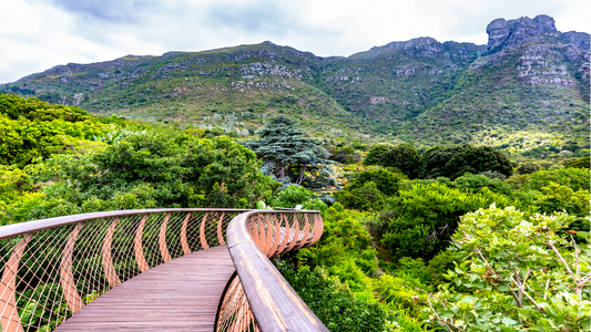 Kirstenbosch Transfer