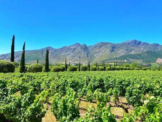 CAPE WINELANDS FULL-DAY TOUR — STELLENBOSCH & FRANSCHHOEK