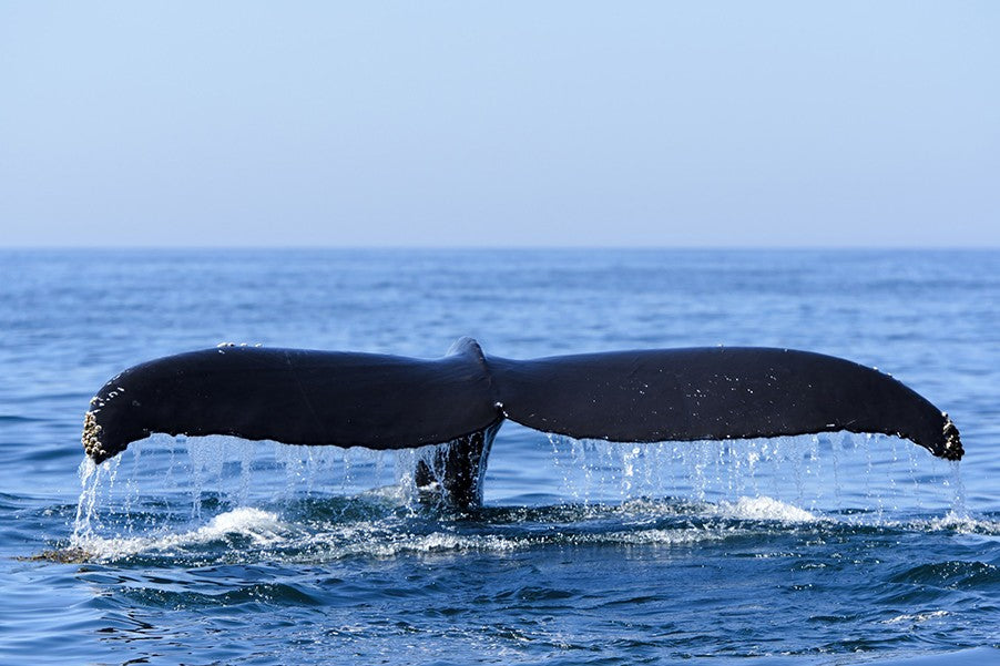 HERMANUS WHALE WATCHING FULL-DAY TOUR