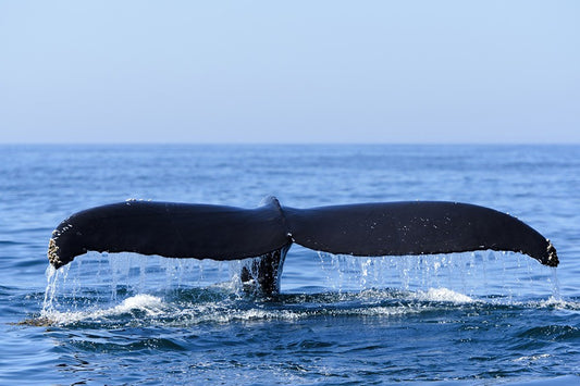 HERMANUS WHALE WATCHING FULL-DAY TOUR